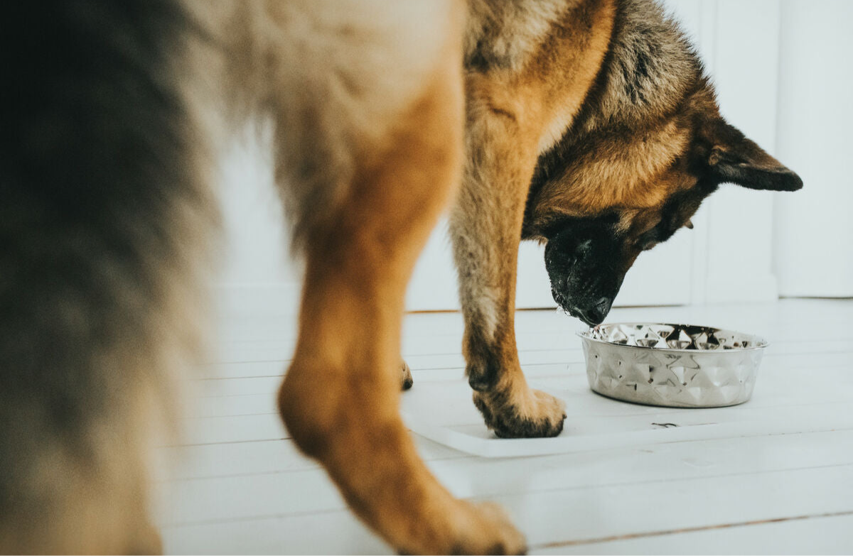 Futternapf für Hunde Hunter (4,1 L)