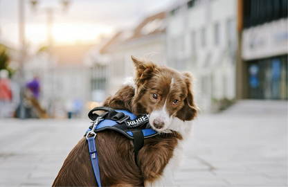 Klett-Patch BULLDOZER für Hundegeschirr Größe: L (2 Stück)